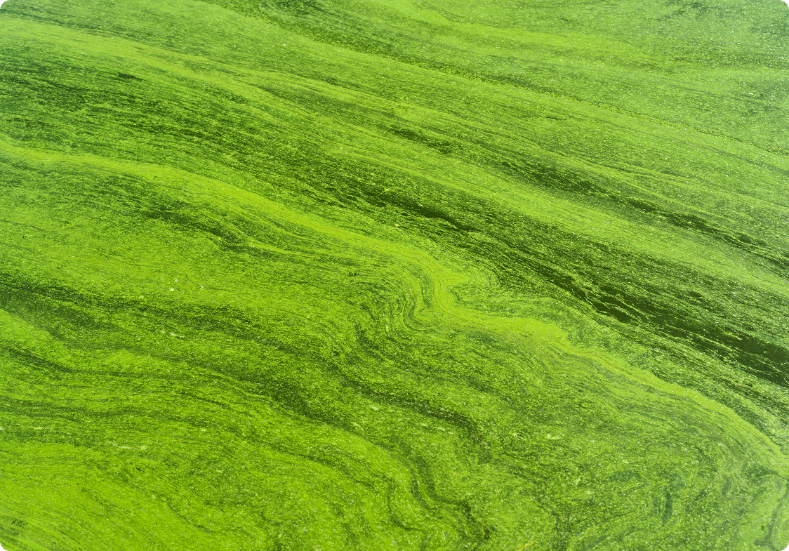 Darum sind Omega-3-Fettsäuren entscheidend für deine Gesundheit