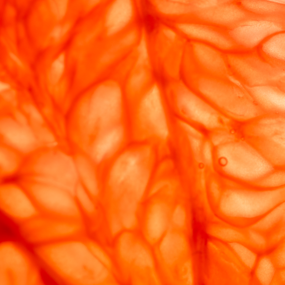 Nahaufnahme einer Grapefruit-Scheibe.