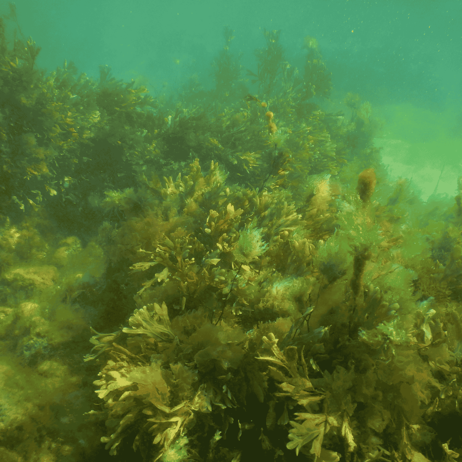 Grüne Algen unter Wasser in einer Meeresumgebung