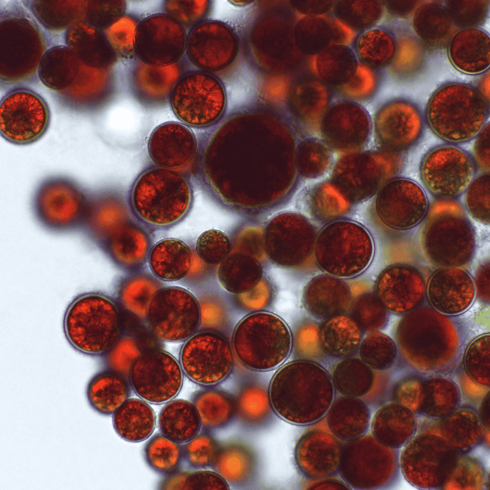 rote Partikel von Haematococcus