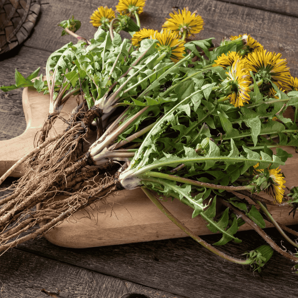 Gesammelter Löwenzahn mit gelben Blüten auf einem Holzbrett