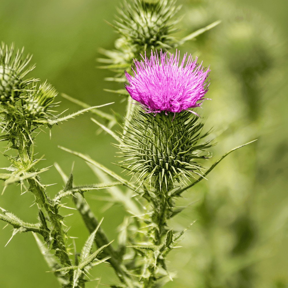 Mariendistel mit einer rosa Blüte