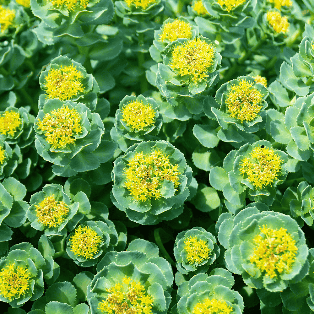 grün-gelbe Rhodiola-Blüten