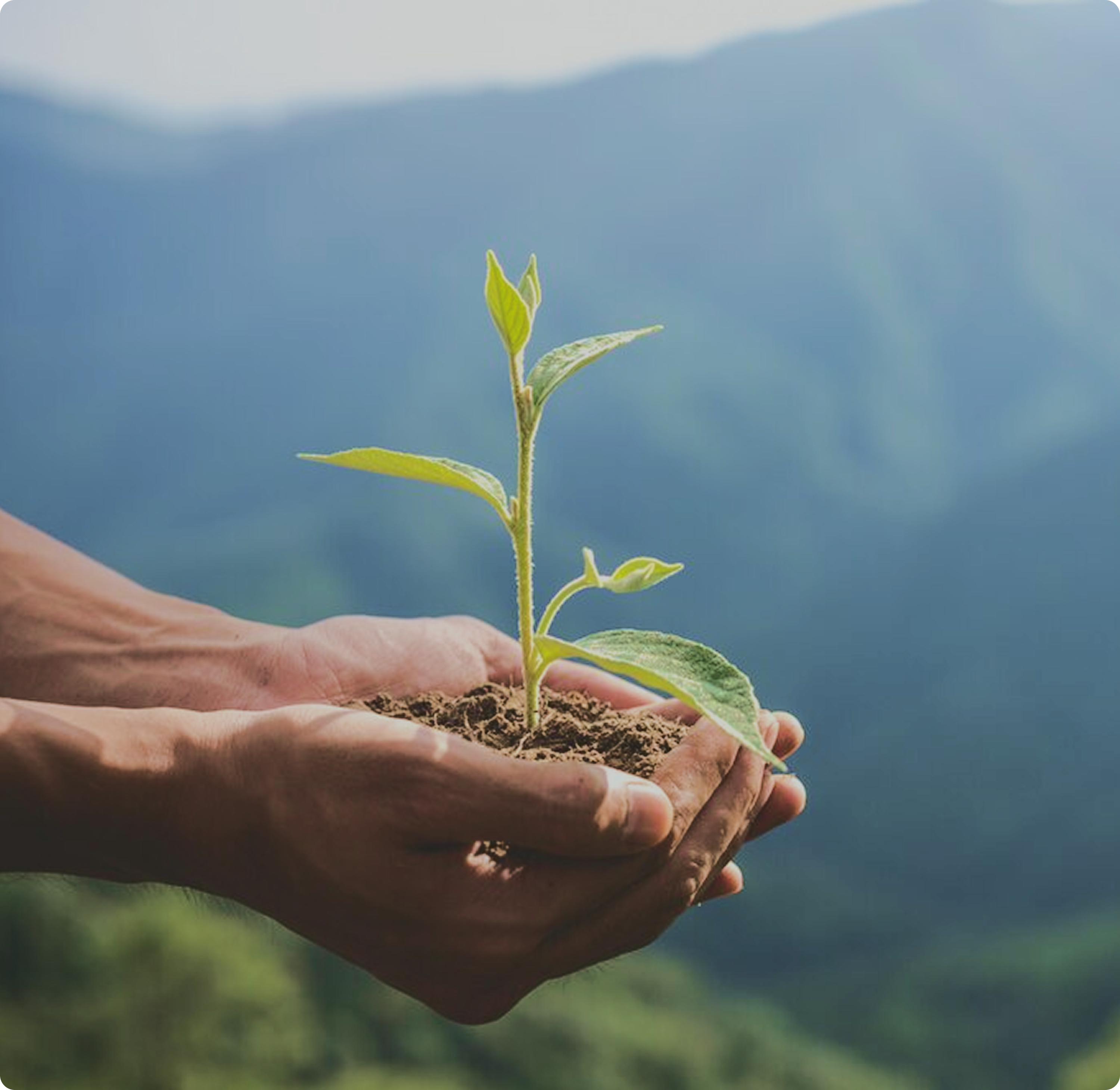 Hände, die eine Pflanze mit Erde halten