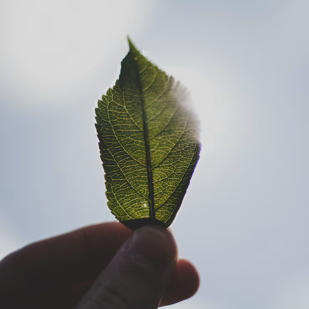 Hand, die ein Blatt hält, mit dem Himmel im Hintergrund