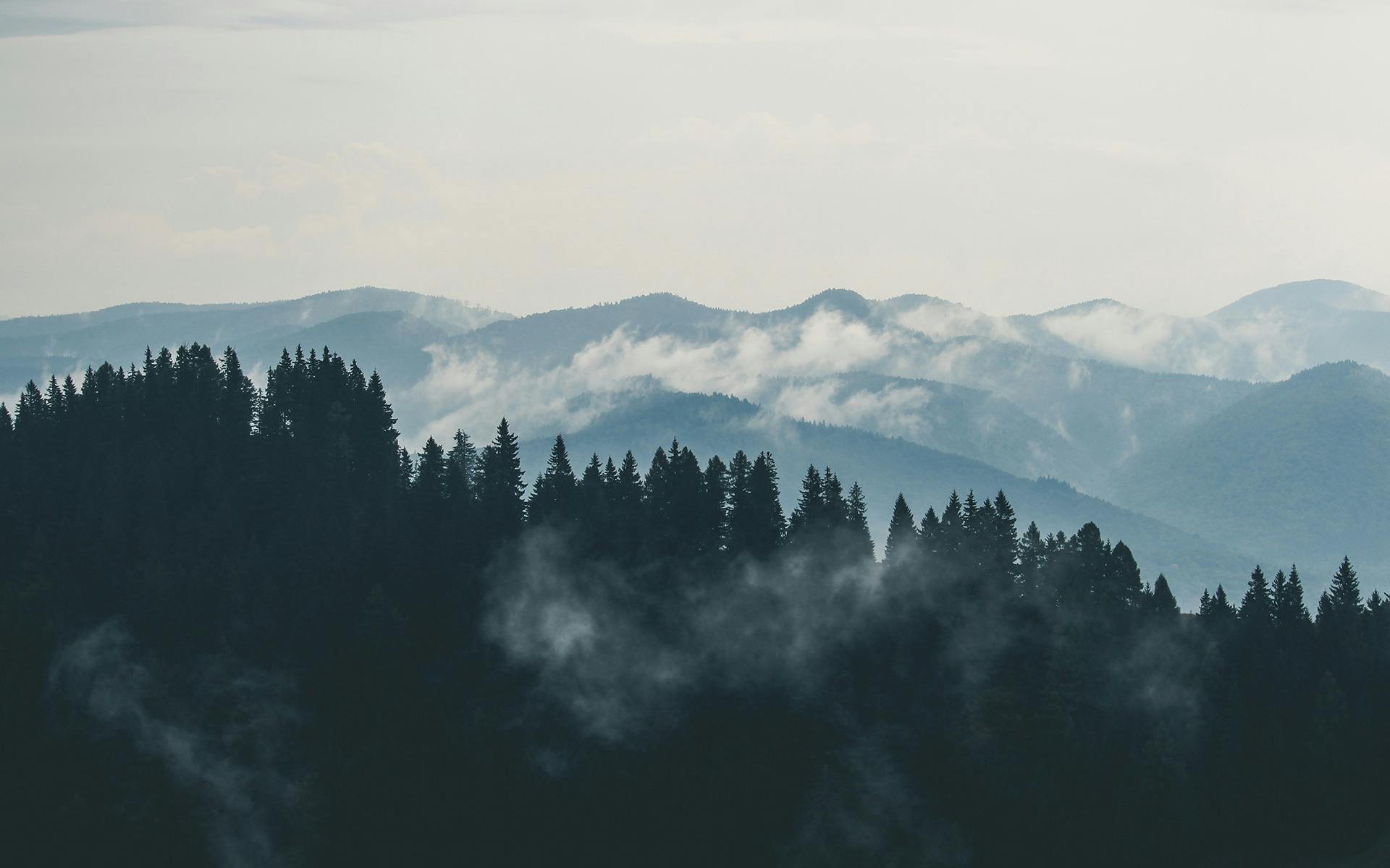 Gebirgslandschaft mit Nebel und Tannen